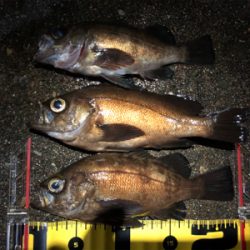 満月メバリング