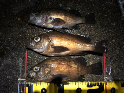 満月メバリング