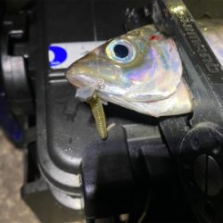 大阪湾奥アジング