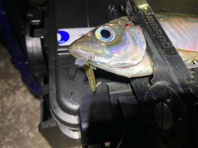 大阪湾奥アジング