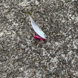 朝マヅメシーバス