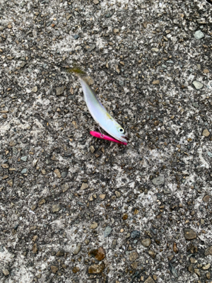 朝マヅメシーバス