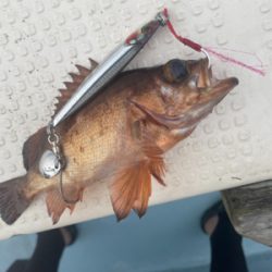 ライトジギング&タイラバ&飲ませ釣り