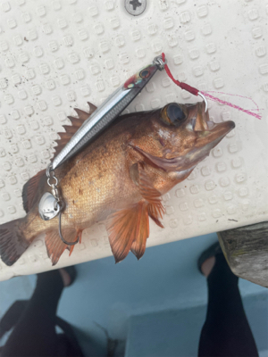 ライトジギング&タイラバ&飲ませ釣り