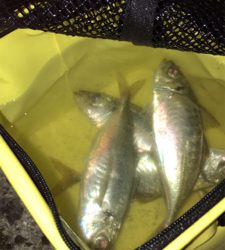 メバル狙いにいくが、アジが釣れた^ ^