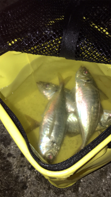 メバル狙いにいくが、アジが釣れた^ ^