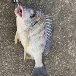 2日連続、落とし込み