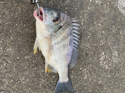 2日連続、落とし込み