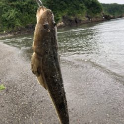 マゴチ 釣れました。