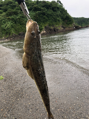 マゴチ 釣れました。