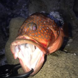 ベイトショアジギ