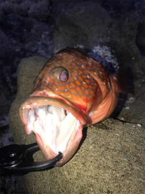 ベイトショアジギ