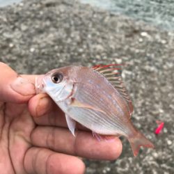 多種多魚