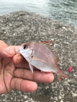 多種多魚