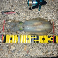 秋イカサイズだけど嬉しい1杯(^。^)