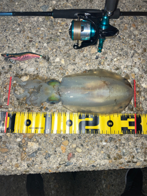 秋イカサイズだけど嬉しい1杯(^。^)