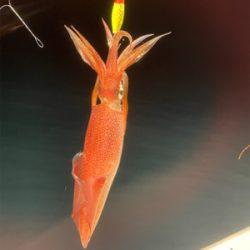 福井　啓福丸さんにてイカメタル