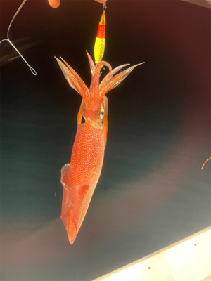 福井　啓福丸さんにてイカメタル