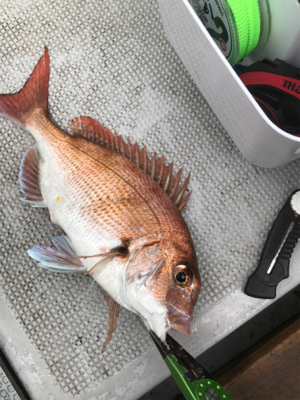 久々のヒトツテンヤ