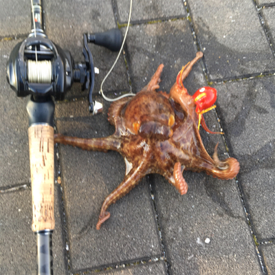 モーニングサービスなタコ散歩♫