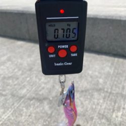 久しぶりのアオリイカ