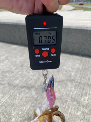 久しぶりのアオリイカ