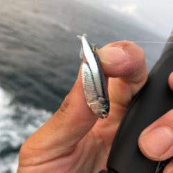 梅雨イサキ釣り