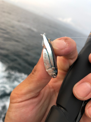 梅雨イサキ釣り