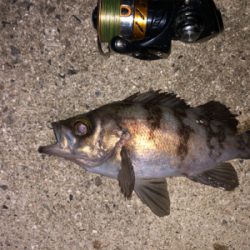 梅雨メバリング