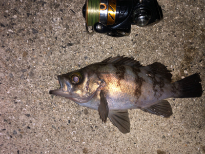 梅雨メバリング