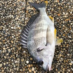 大潮の朝に満潮でエビ撒き