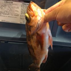 ライトジギング