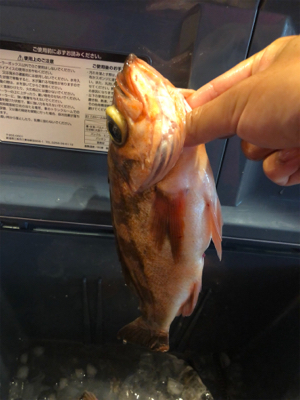 ライトジギング