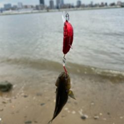 ハゼはいるけど何か渋い