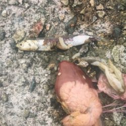 釣れるかな❗️