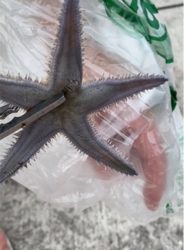 初投稿★4時から7時までキス釣り