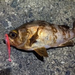 久しぶりメバリング