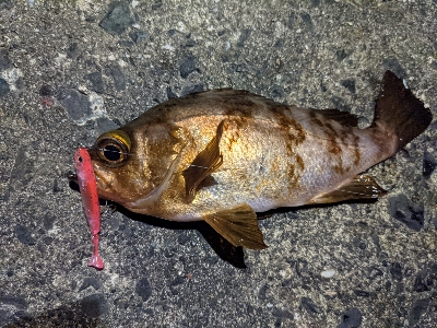 久しぶりメバリング