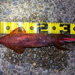 仕事終わりケンサキ狙い