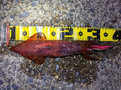 仕事終わりケンサキ狙い