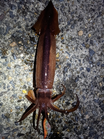 えっ！スルメイカ祭り