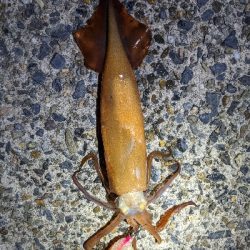 イカ４種目達成！