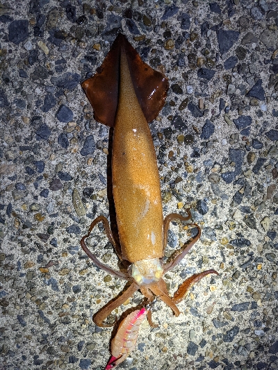 イカ４種目達成！