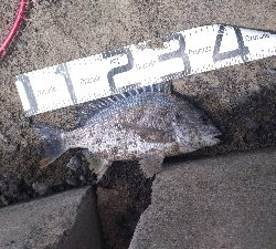 6/6釣果　はじめての紀州釣り