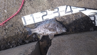 6/6釣果　はじめての紀州釣り