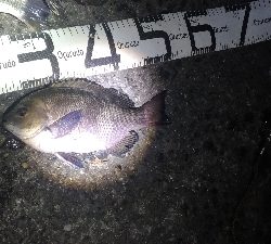 6/9釣果紀州釣りでチヌグレ