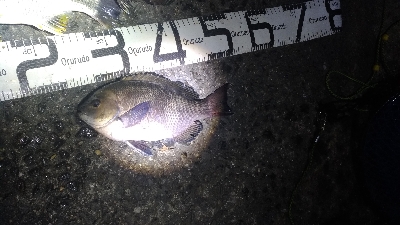 6/9釣果紀州釣りでチヌグレ