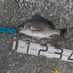 6/13釣果チヌ2枚尺アジも釣れました！