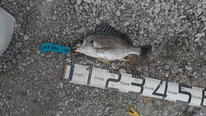 6/13釣果チヌ2枚尺アジも釣れました！