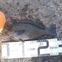 6/17釣果 梅雨グレ26センチ2枚